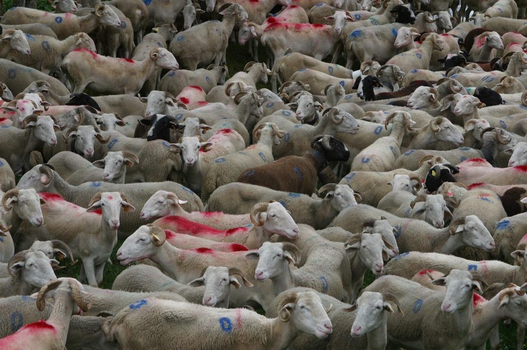 Herding and highland farming shaped the old Yi way of life.