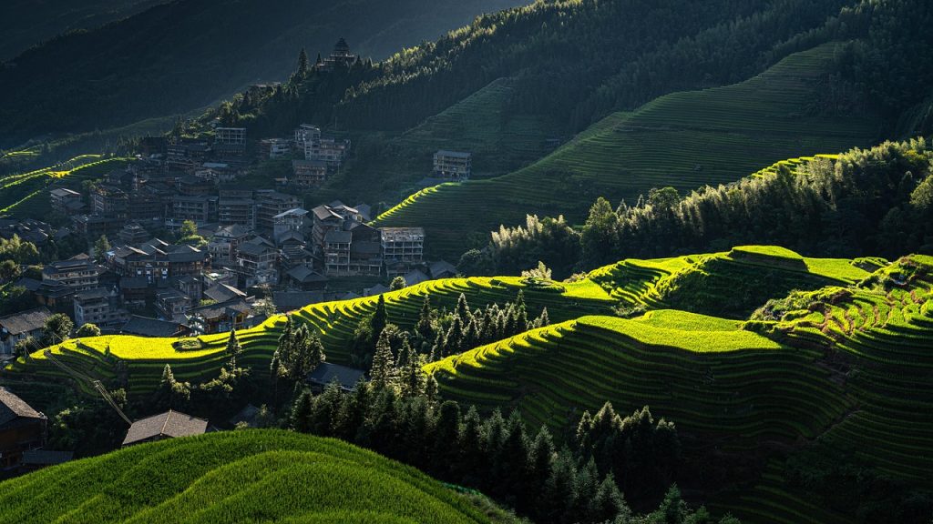 Wet-rice farming on terraced hillsides has defined Zhuang life for millennia.