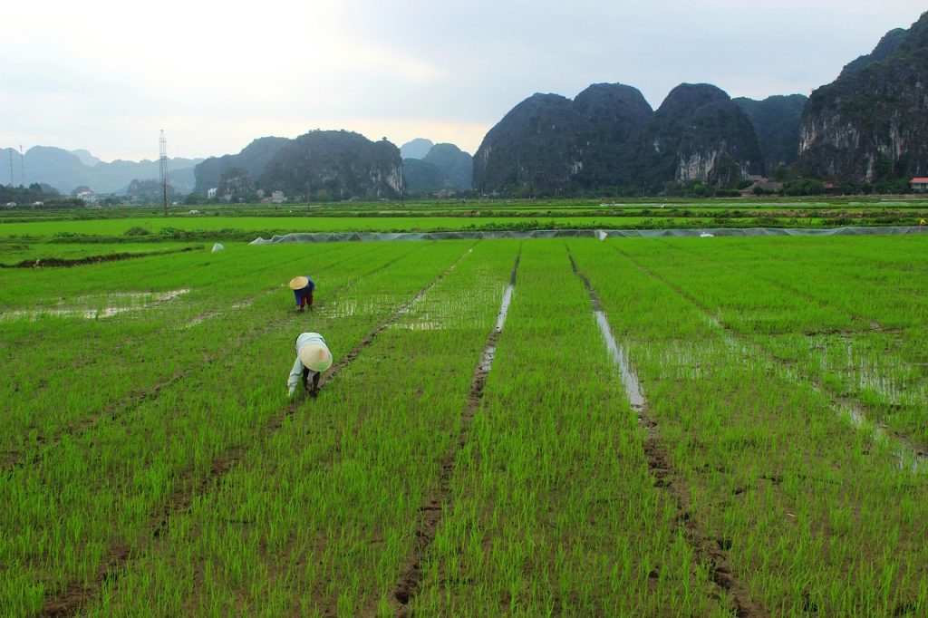 Today the Zhuang balance village traditions with rapid modernization.