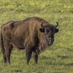 A European bison in the Białowieża Forest, the primeval woodland of Belarus
