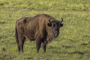 A European bison in the Białowieża Forest, the primeval woodland of Belarus