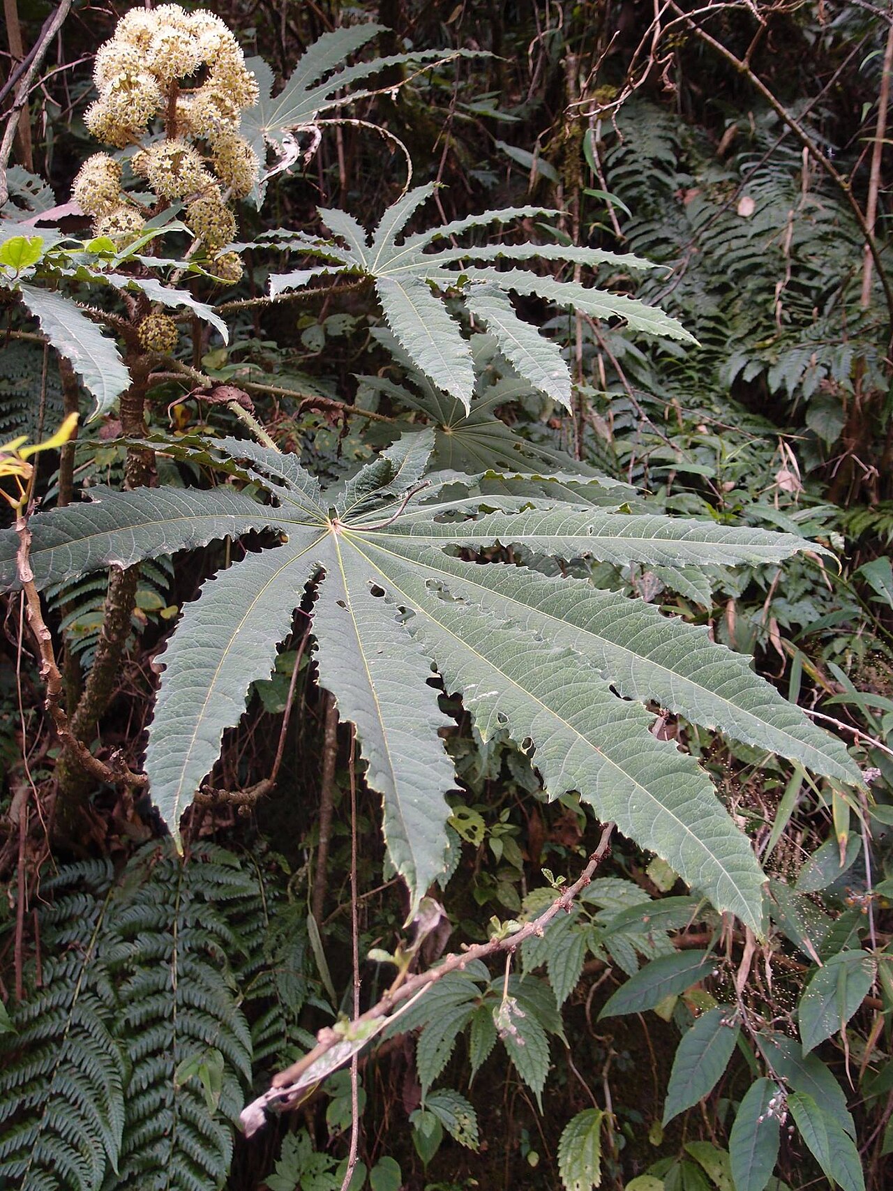 Brassaiopsis hispida in the Dulong River valley of Gongshan, the deep Yunnan homeland where the Derung took shape