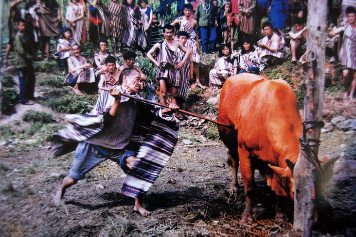 Cattle slaughtered to worship the spirits at the Derung Kaquewa observance