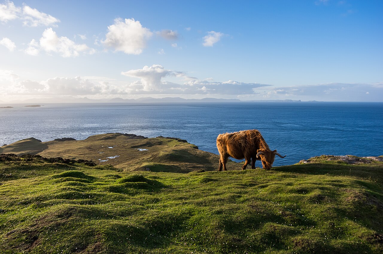 Highland cattle in their natural environment, part of the old crofting life