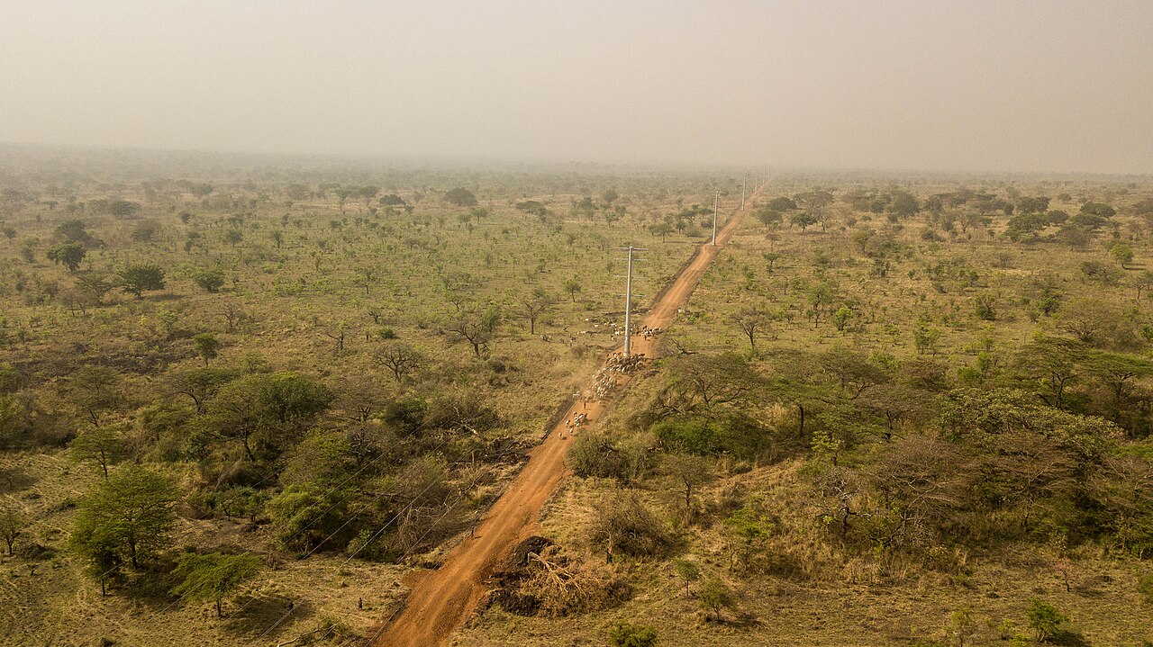 Free-range cattle in the north; the Acholi combine herding with farming.