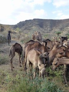 Camels in the Ethiopian lowlands; the Afar are nomadic herders and caravaneers.