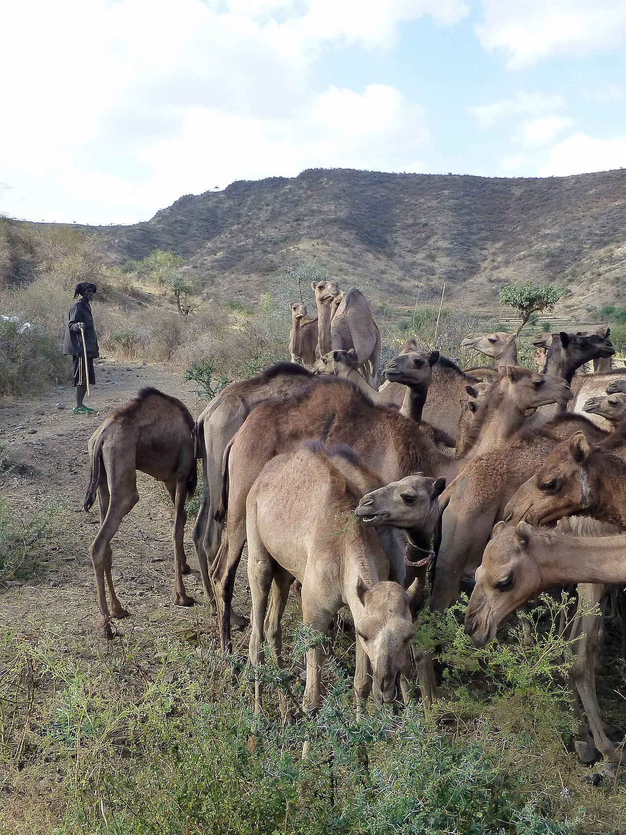 Camels in the Ethiopian lowlands; the Afar are nomadic herders and caravaneers.