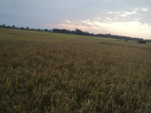A rice field of Assam, the basis of Ahom agriculture