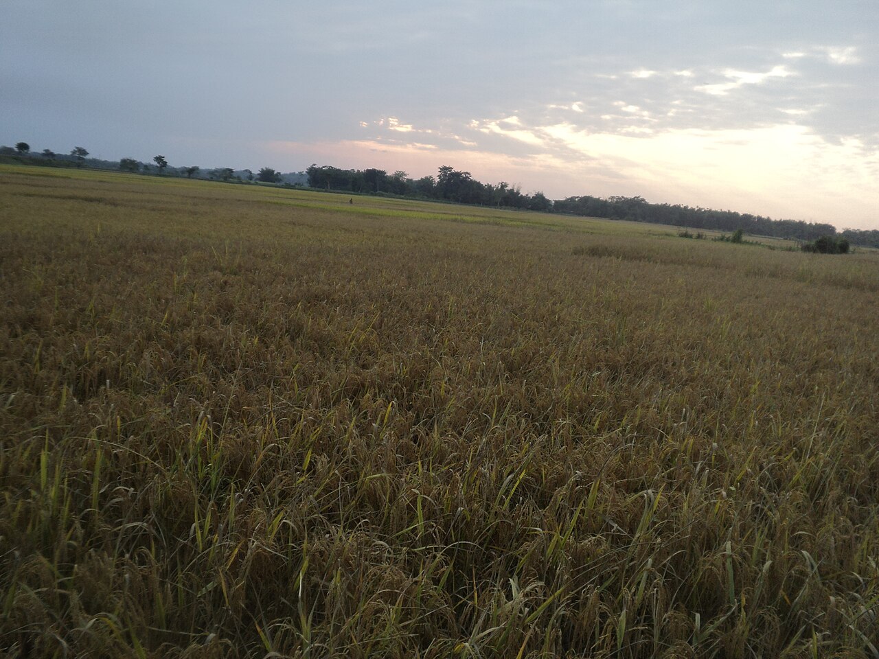 A rice field of Assam, the basis of Ahom agriculture