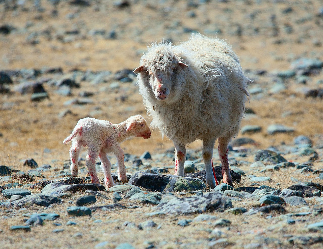 Lambs in the Altai mountains, source of the herders meat and milk