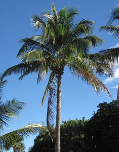 The coconut palm, one of the food sources of the island peoples