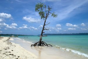 The forests and shores of the Andaman Islands