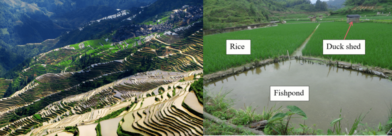 The rice-fish-duck terraces of the Congjiang Dong
