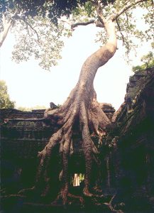 The temple of Ta Prohm, where giant tree roots grip the ancient stones.