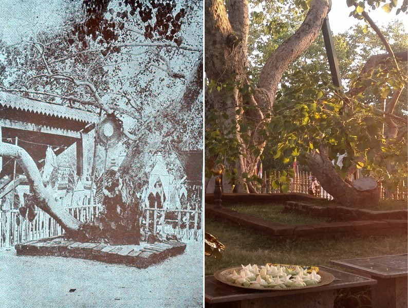The Sri Maha Bodhi, a sacred fig tree grown from the tree under which the Buddha attained enlightenment.