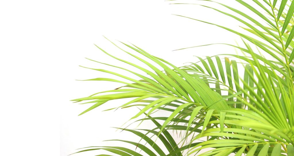 Palm Leaf and the Sago Forest