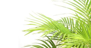 Palm Leaf and the Sago Forest
