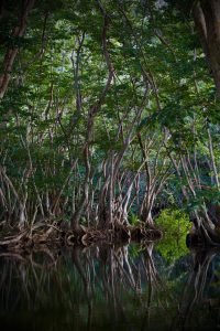 Mangrove Rivers of the Coastal Lowlands