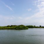 Mangrove Swamp Homeland of the Lowlands