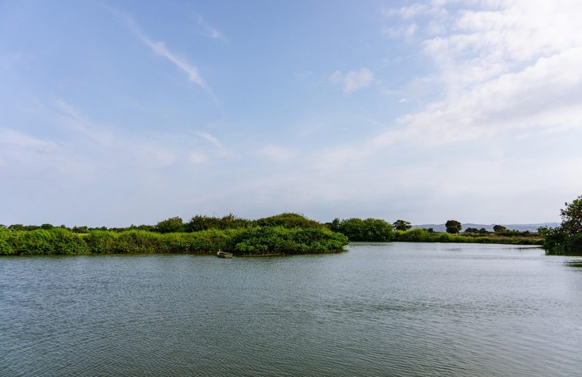 Mangrove Swamp Homeland of the Lowlands