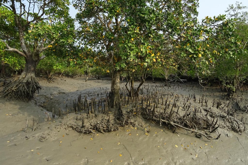 Mangrove Coast in the Present Day