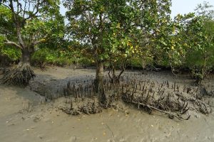 Mangrove Coast in the Present Day