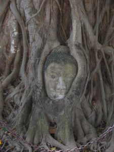 The famous stone Buddha head cradled in tree roots at Wat Mahathat, Ayutthaya.