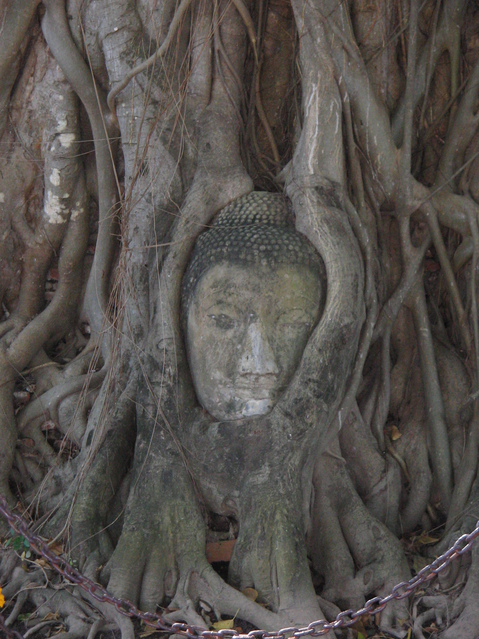 The famous stone Buddha head cradled in tree roots at Wat Mahathat, Ayutthaya.