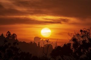 The green land of Uganda