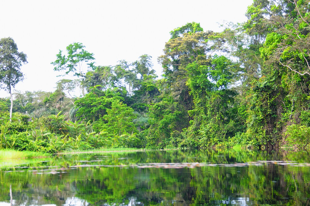 Tropical rainforest of the Congo Basin, the homeland of the Baka.