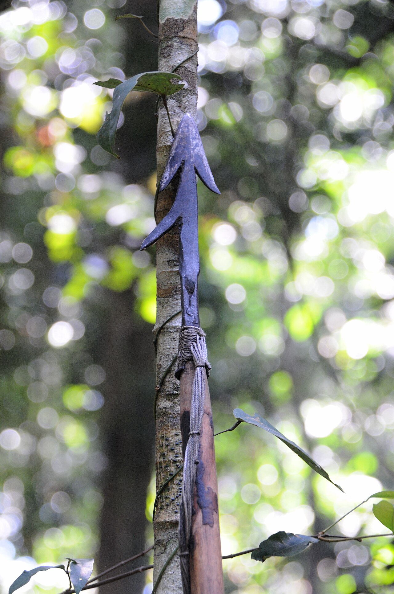 A traditional hunting spear of the Aka, a forest people closely related to the Baka.