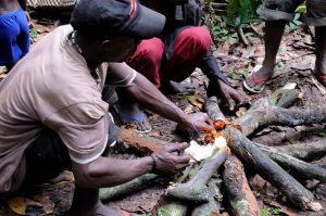 Preparing a fire in a forest camp of the Aka, kin to the Baka.