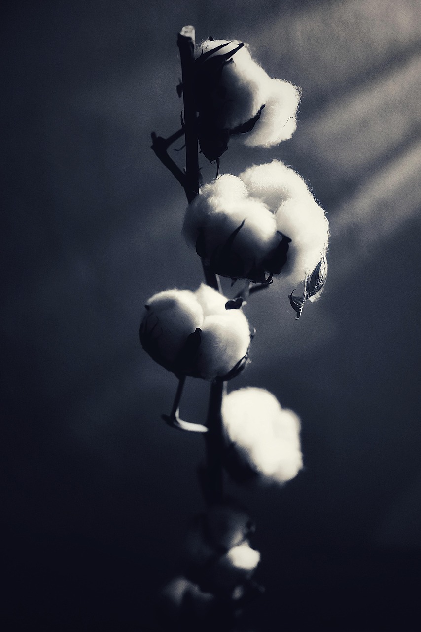 Cotton