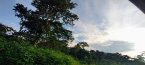 The green highlands of Cameroon's West Region, the Bamum homeland.