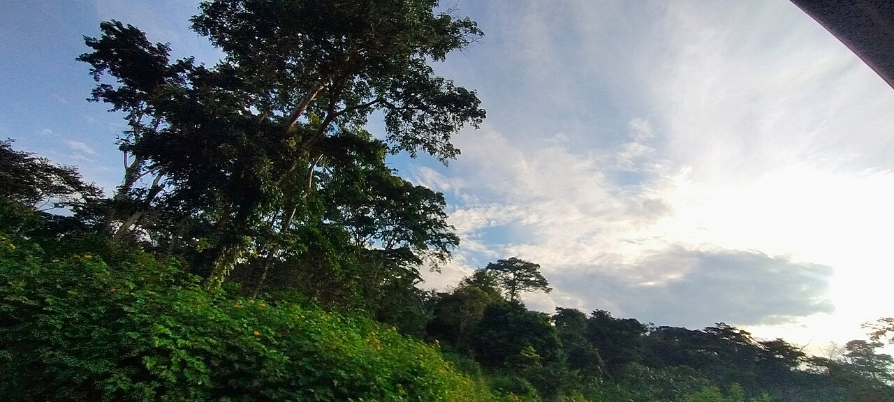 The green highlands of Cameroon's West Region, the Bamum homeland.