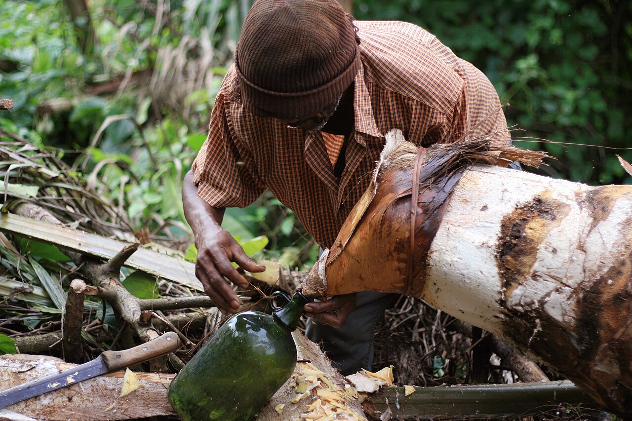 Tapping palm wine in a Cameroonian village.