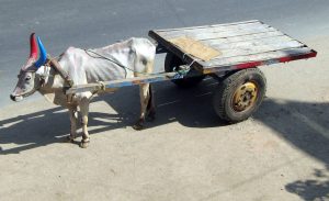 The bullock cart, emblem of the Banjara's historic caravan trade