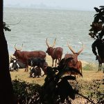 Ankole longhorn cattle, the pride of the Banyankole of southwestern Uganda.