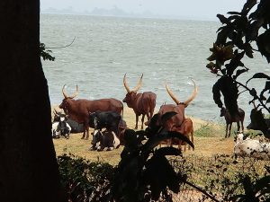 Ankole longhorn cattle, the pride of the Banyankole of southwestern Uganda.