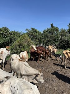 Ankole cattle in a kraal; herding is the heart of Bahima life.