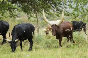 Ankole-Watusi longhorn cattle, bred for centuries by the Bahima herders.