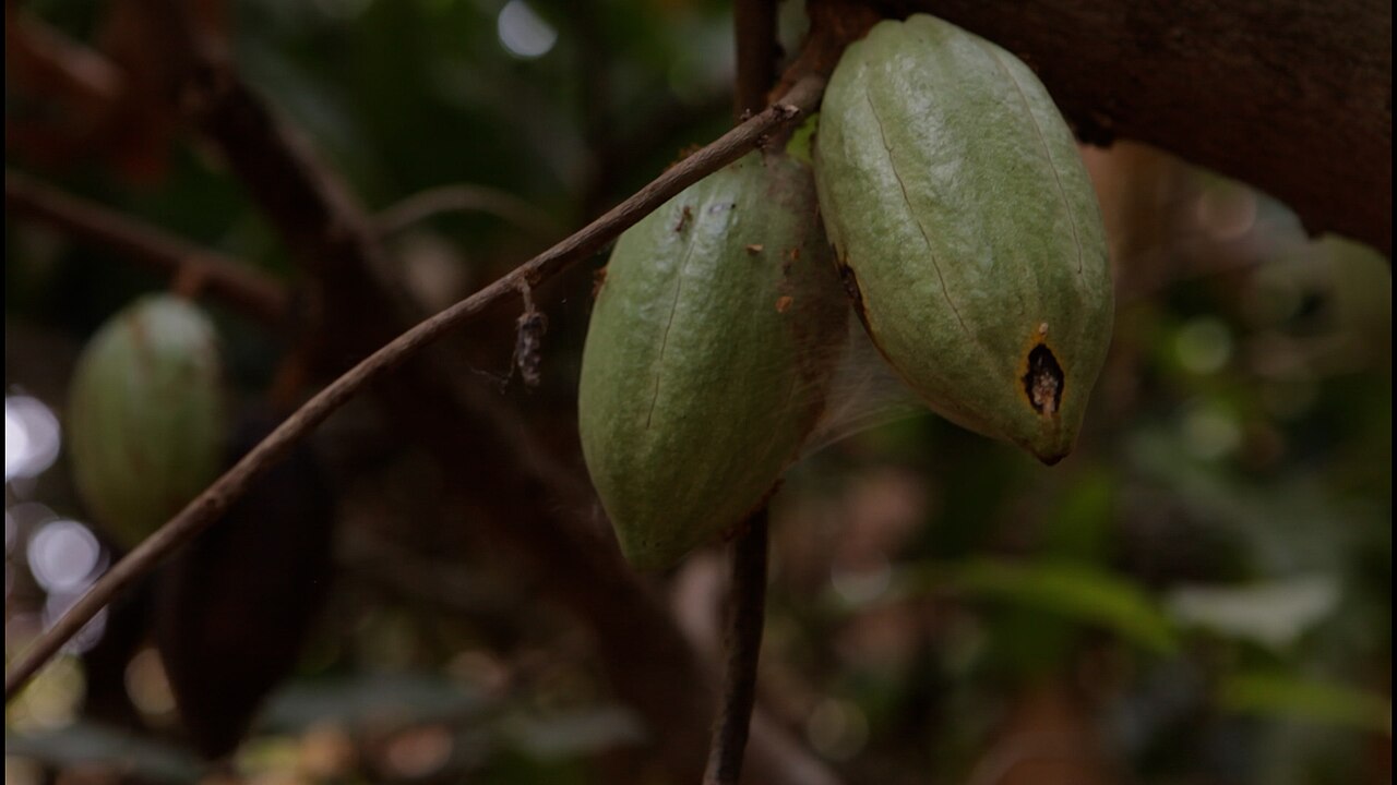Cocoa farming in Côte d'Ivoire; the Baoulé grow yams and cocoa.
