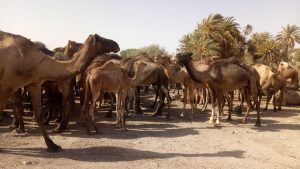 Camels Animals