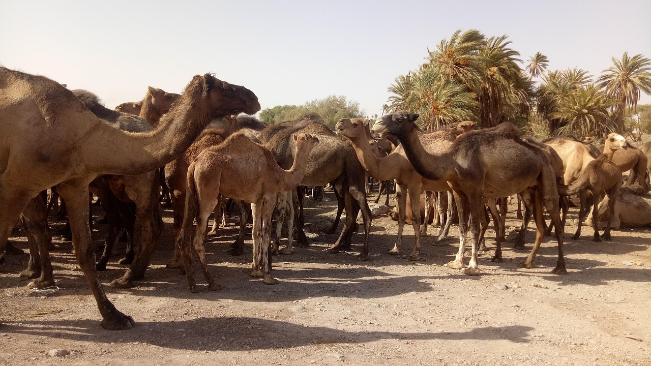 Camels Animals