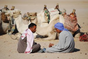 Desert Camel
