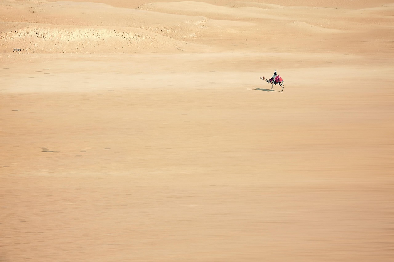 Sand Camel