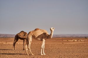 Desert Nature