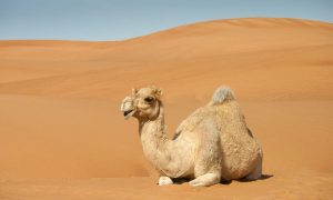 Camel Sahara