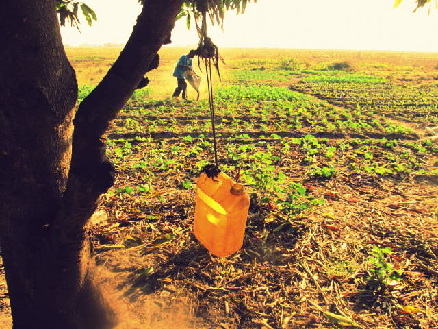 Subsistence farming in Zambia; the Bemba practise the chitemene shifting cultivation.
