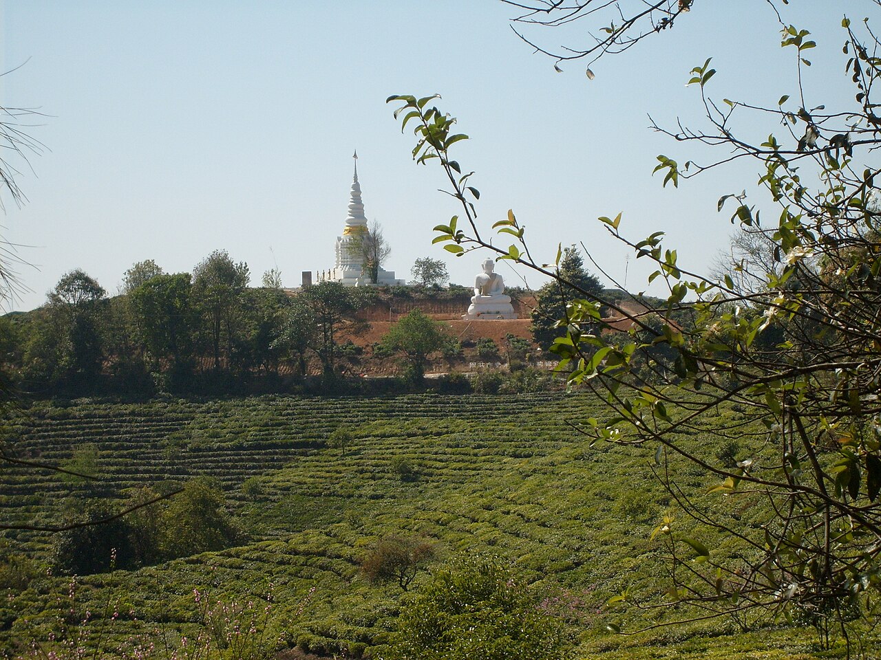 Tea fields before Buddhist symbols in the Blang country